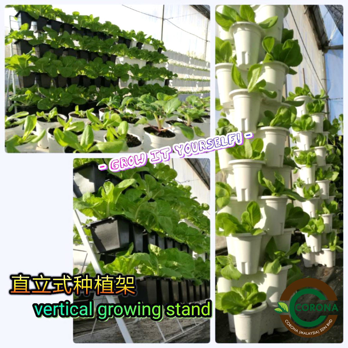 Corona Malaysia Sdn Bhd Grow Your Own Food at Home DIY plantation Organic Vegetables Batu Pahat Johor Malaysia Vertical Growing Stand Alvin Tay Adrian Teh A07