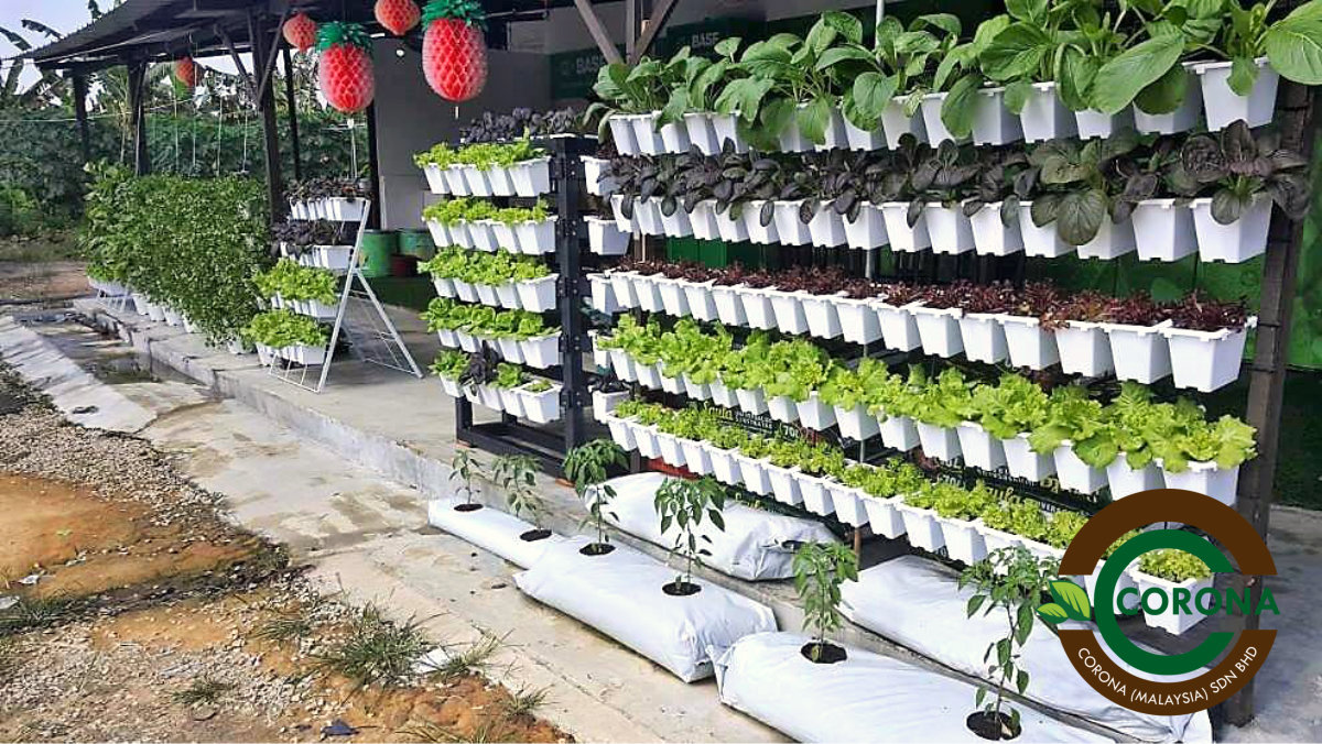 Corona Malaysia Sdn Bhd Grow Your Own Food at Home DIY plantation Organic Vegetables Batu Pahat Johor Malaysia  Vertical Growing Stand Alvin Tay Adrian Teh A08.jpg