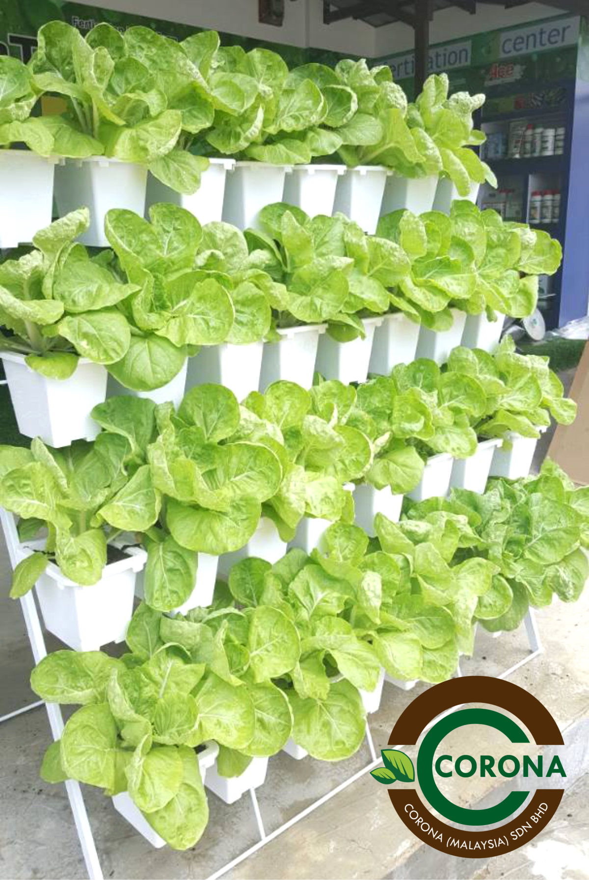 Corona Malaysia Sdn Bhd Grow Your Own Food at Home DIY plantation Organic Vegetables Batu Pahat Johor Malaysia Vertical Growing Stand Alvin Tay Adrian Teh A10