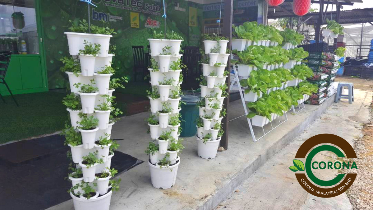 Corona Malaysia Sdn Bhd Grow Your Own Food at Home DIY plantation Organic Vegetables Batu Pahat Johor Malaysia Vertical Growing Stand Alvin Tay Adrian Teh A11