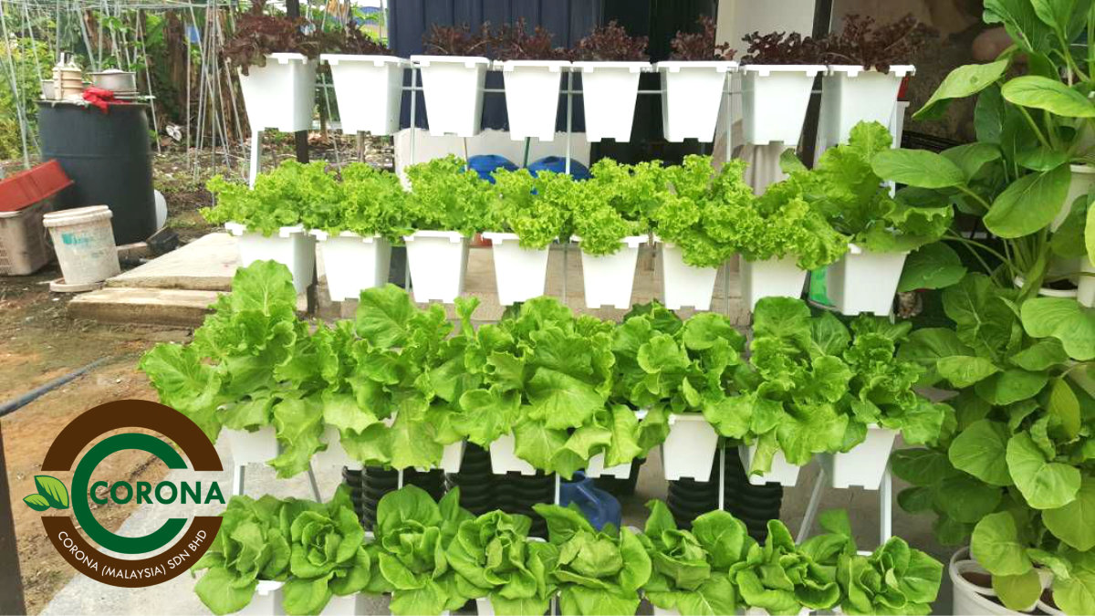 Corona Malaysia Sdn Bhd Grow Your Own Food at Home DIY plantation Organic Vegetables Batu Pahat Johor Malaysia Vertical Growing Stand Alvin Tay Adrian Teh A12