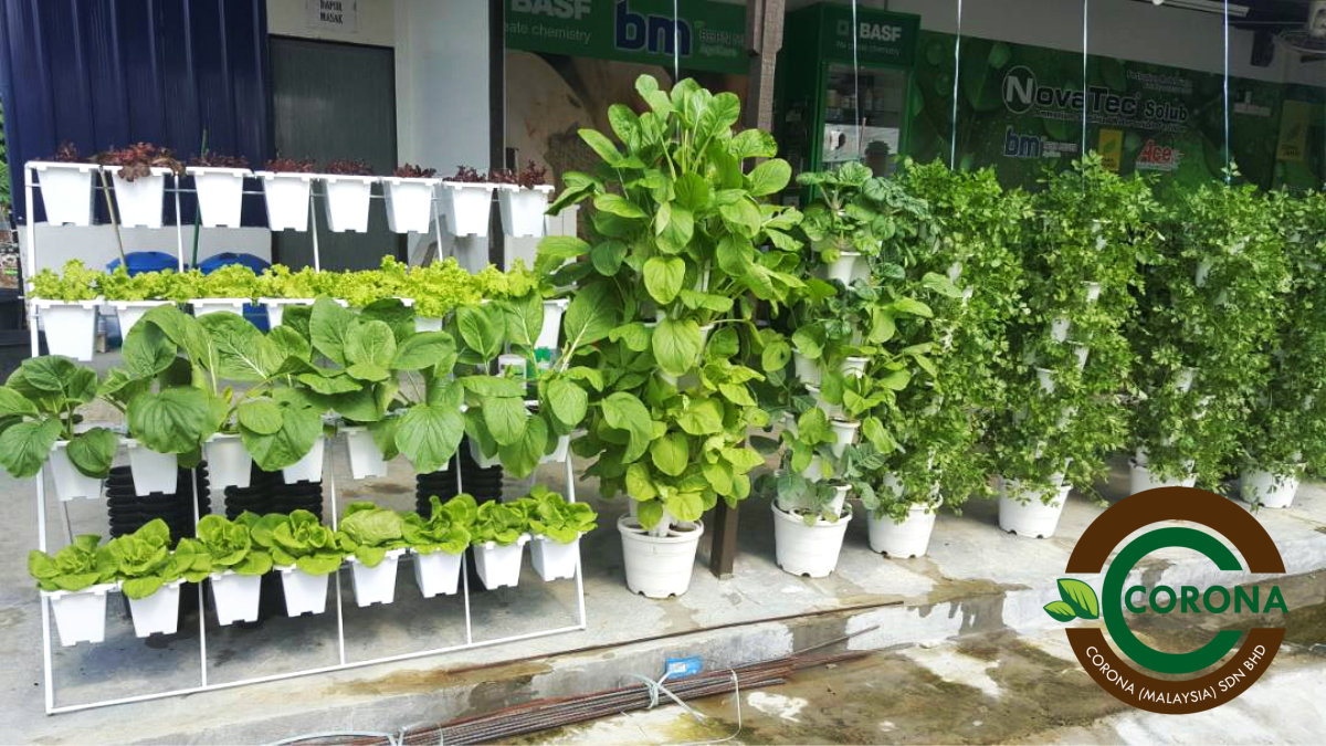 Corona Malaysia Sdn Bhd Grow Your Own Food at Home DIY plantation Organic Vegetables Batu Pahat Johor Malaysia Vertical Growing Stand Alvin Tay Adrian Teh A14